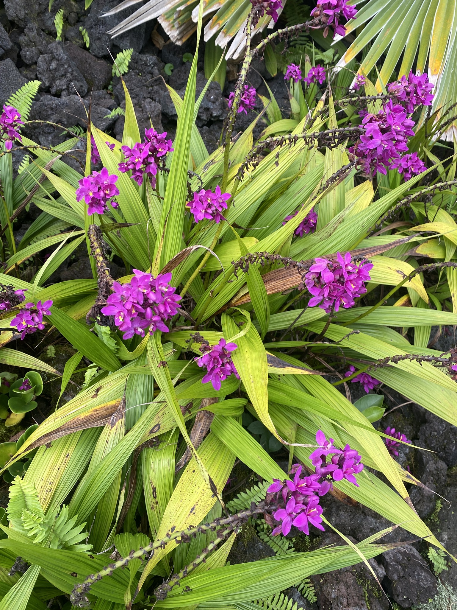 Imagem de Orquídea-bambu