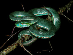 Chinese Green Tree Viper photo 4