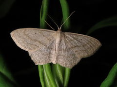 Scopula nigropunctata