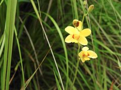 Spathoglottis pubescens