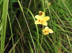 Spathoglottis pubescens