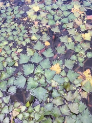 Trapa natans bispinosa