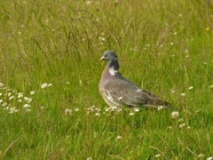 Columba palumbus