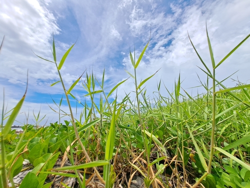 Urochloa mutica