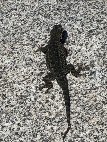 iNaturalist observation photo of Western Fence Lizard