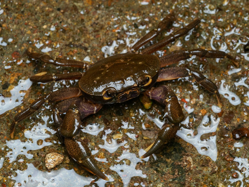 Bottapotamon fukienense