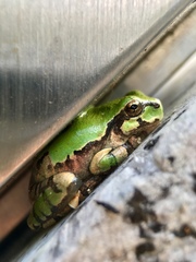 Hyla japonica