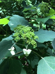 Hydrangea cinerea