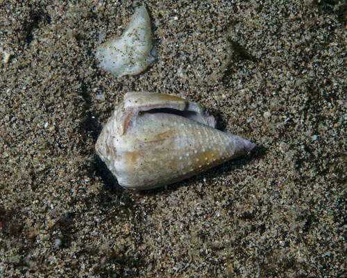 Conus lividus observed 2024-09-02