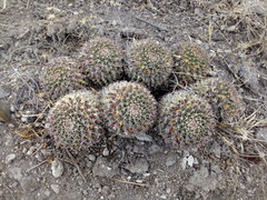 Mammillaria karwinskiana karwinskiana
