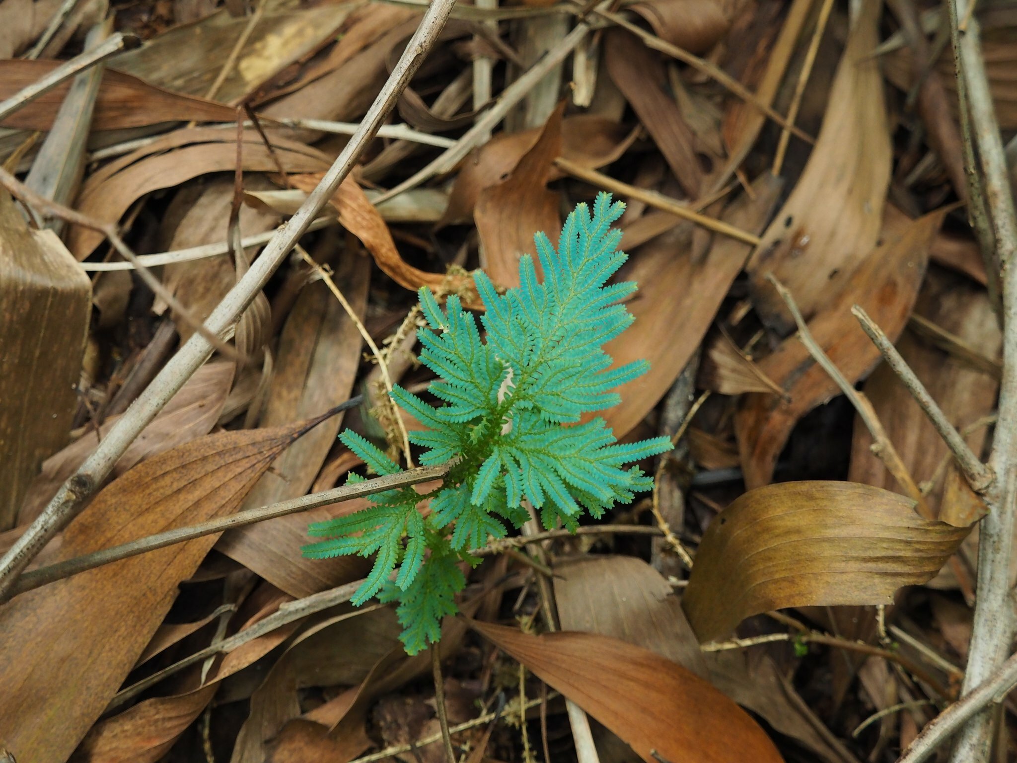Selaginella willdenowii (Selaginella willdenowii)