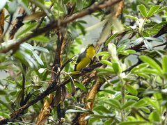 Myioborus melanocephalus