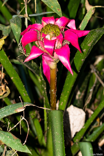 Wittrockia cyathiformis (Vell.) Leme