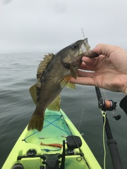 Sebastes serranoides