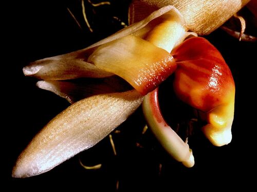 Stanhopea pulla