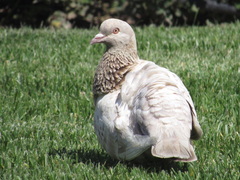 Columba livia domestica