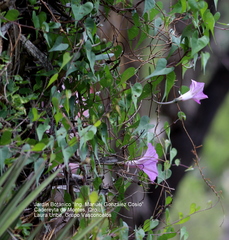 Ipomoea lozanii