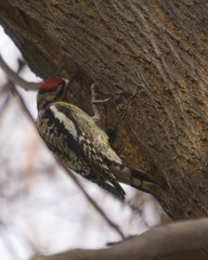 Sphyrapicus varius