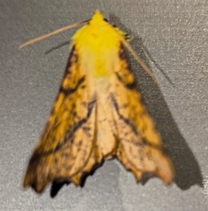 Ennomos alniaria