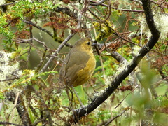 Grallaria quitensis