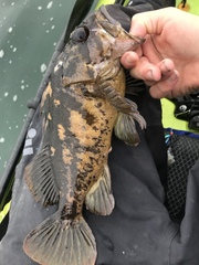 Sebastes chrysomelas