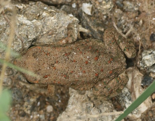 Indus Valley Toad