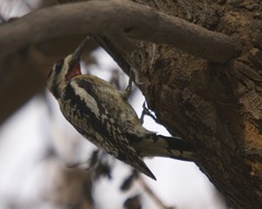 Sphyrapicus varius