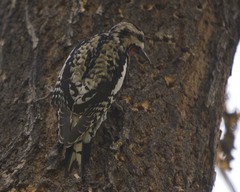 Sphyrapicus varius