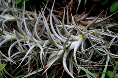 Tillandsia albida