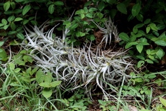 Tillandsia albida