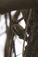 Sphyrapicus varius