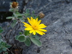 Heterotheca mucronata