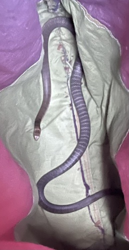 Eastern Brown Snake sighting