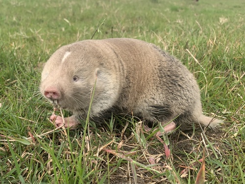 Bathyergus suillus (Schreber, 1782)