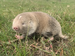 Cape Dune Mole-Rat photo 1