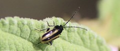 Diabrotica lemniscata