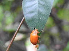 Podontia lutea