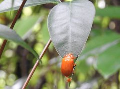 Podontia lutea