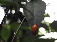 Podontia lutea