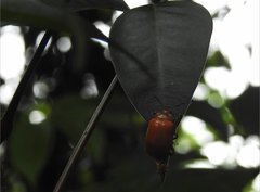 Podontia lutea