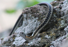 Thamnophis cyrtopsis collaris