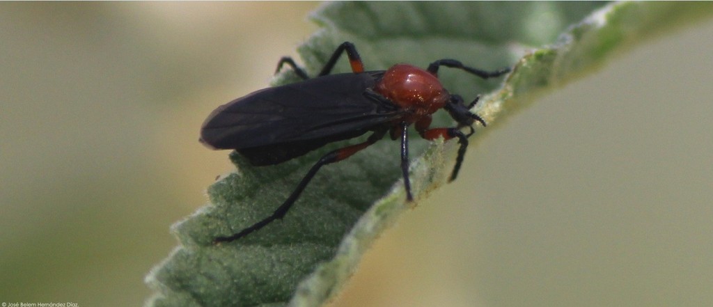 Bibio fuligineus