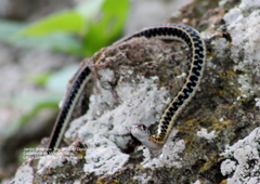Thamnophis cyrtopsis collaris