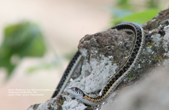 Thamnophis cyrtopsis collaris