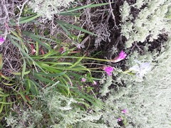 Allium brevistylum