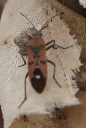 Indian Milkweed Bug