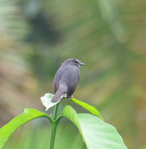 iNaturalist image