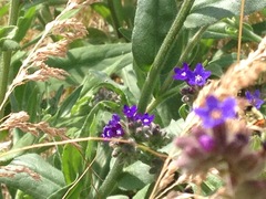 Bombus centralis