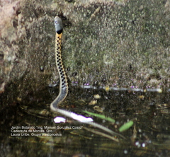 Thamnophis cyrtopsis collaris