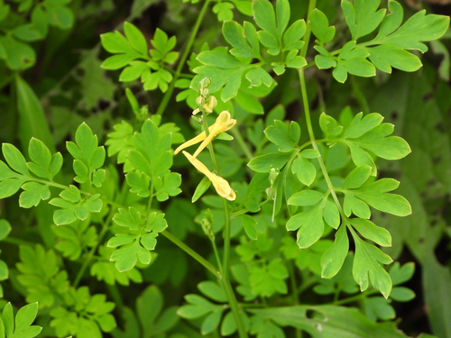 Dissected-leaf yellow corydalis (Corydalis raddeana)